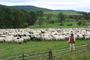 Owce wracają z hal. Osod w Osławicy w 2017 roku. Fot. Adam Cyło