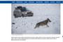 Kierowca ścigający terenówką wilki w Bieszczadach ukarany grzywną