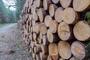 Ile drewna chcą sprzedać w tym roku Lasy Państwowe w Krośnie