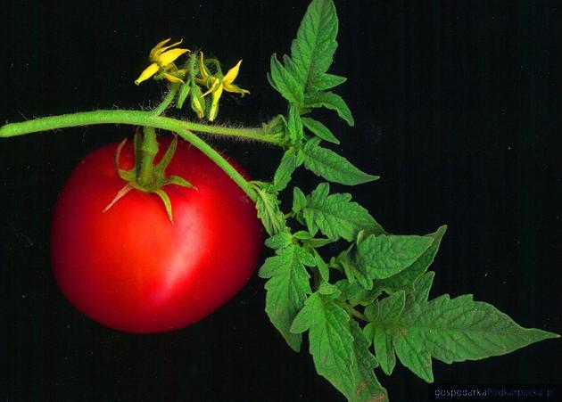 Pomidor uprawny, fot. Wikimedia Commons, David Besa/flickr