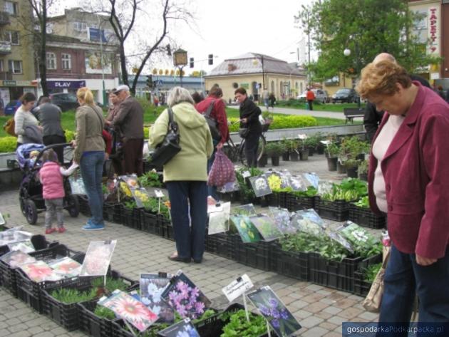 Jarmark drzew i krzewów na dębickim Rynku