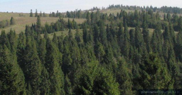 NIK o nadzorze starostów nad gospodarką leśną
