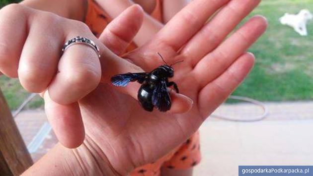 Fioletowe (albo czarne) pszczoły – czy ginący gatunek także na Podkarpaciu?