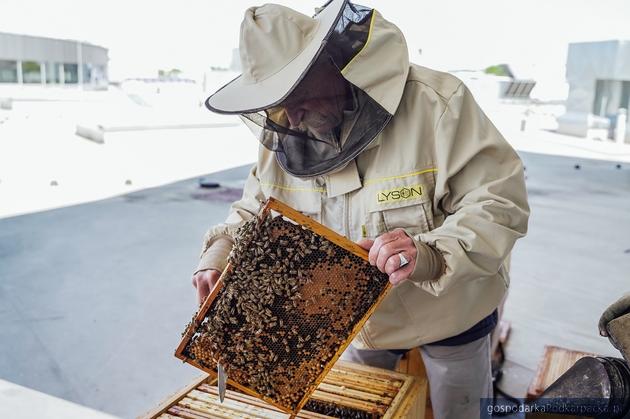 Rusza Sezon pszczelarski 2020 w Vivo! Krosno