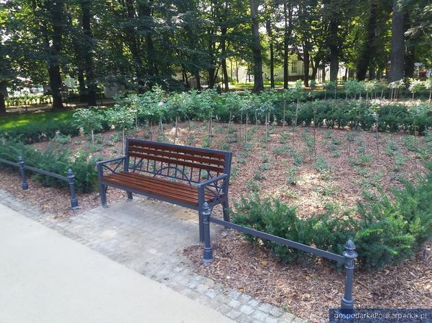 Park miejski przy ulicy Dąbrowskiego w Rzeszowie już odnowiony