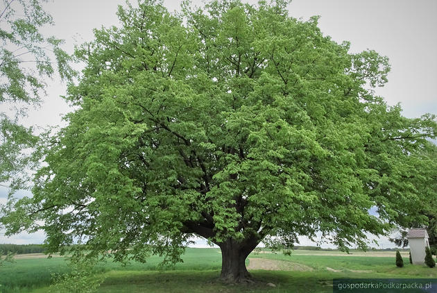 Drzewo roku 2020 – Lipa św. Jana Nepomucena w Dulczy Wielkiej (woj. podkarpackie)