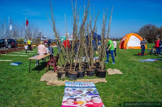 Konrad Fijołek organizuje sadzenie drzew