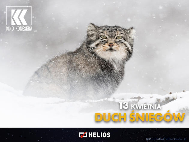 „Duch śniegów” czyli  pantera śnieżna w kinie Helios
