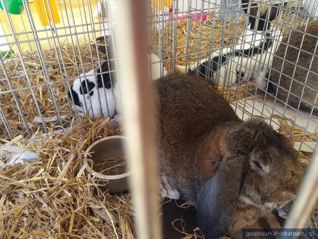 Trwają Dni Pola - duża wystawa rolnicza w Boguchwale