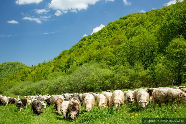 Rozpoczął się nabór do III edycji programu „Podkarpacki Naturalny Wypas”