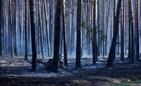 Prawie 1000 hektar&oacute;w objął pożar las&oacute;w na pograniczy Podkarpackiego i Lubelskiego 