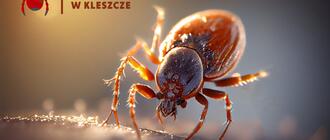 Borelioza wciąż groźna. Dane z Podkarpacia