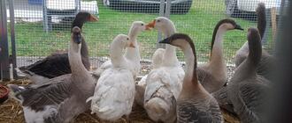 Gęsina i młode wino na Podkarpackim Bazarku