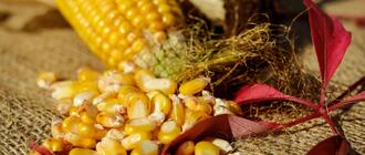 Skuteczna strategia ochrony kukurydzy: nowoczesny oprysk na chwasty wspierający plonowanie