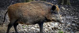 Fot. ilustracyjne (pixabay/CC0)