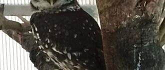 Żywa sowa przemycana na polsko-ukraińskiej granicy