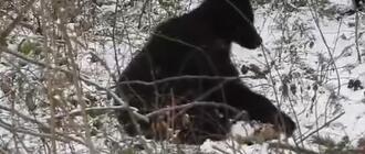 Fot. Nadleśnictwo Baligród