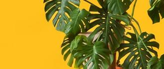 Trwa Festiwal Roślin w Rzeszowie