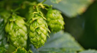 Fot. ilustracyjne (pixabay/CC0)