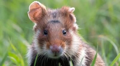 Fot. Roztoczański Park Narodowy