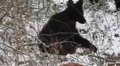 Fot. Nadleśnictwo Baligród