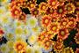 Fot. Pixabay/CC0