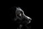 Fot. Pixabay/CC0