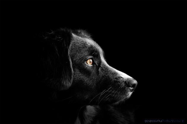 test Fot. Pixabay/CC0