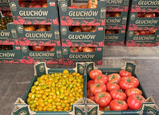 Pomidory z gospodarstwa braci Chrzanów w Głuchowie
