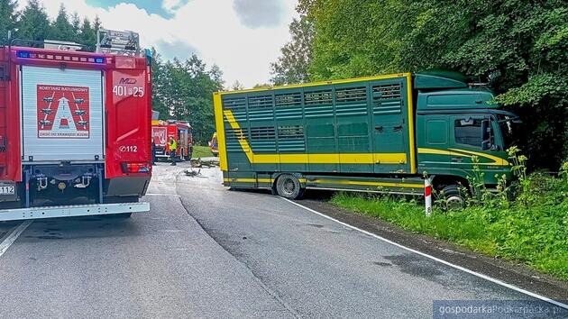Zderzenie auta osobowego i ciężarówki wiozącej zwierzęta