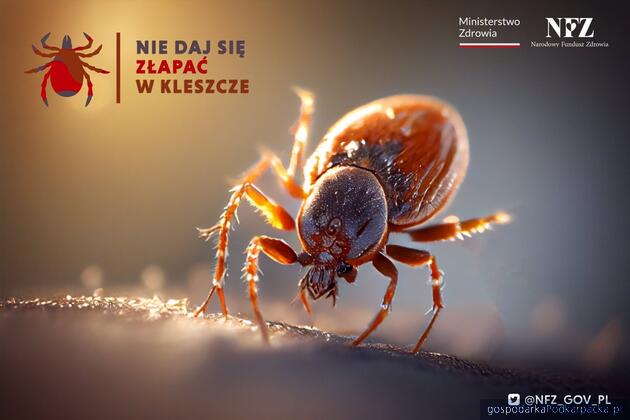 Borelioza wciąż groźna. Dane z Podkarpacia