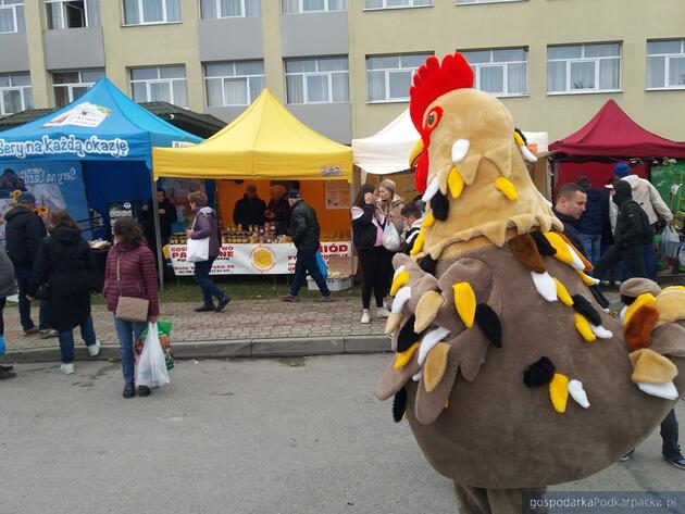 Kończy się Jesienna Giełda Ogrodnicza w Boguchwale (w tym wystawa koni i wystawa królików)