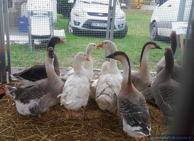 Gęsina i młode wino na Podkarpackim Bazarku