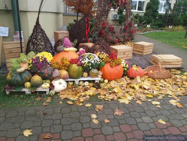 Gęsina i młode wino na Podkarpackim Bazarku
