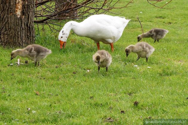 test Fot. Pixabay/CC0