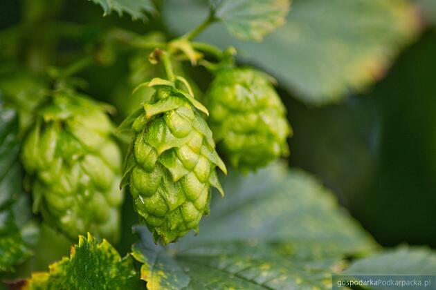 Fot. ilustracyjne (pixabay/CC0)