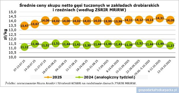 Polska znaczącym producentem gęsi w Unii Europejskiej