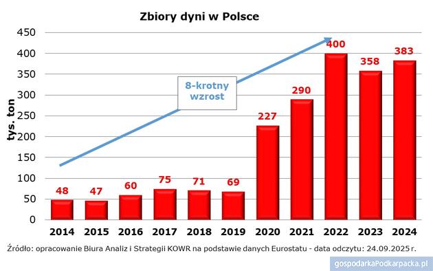 Polska największym producentem dyni w Unii Europejskiej