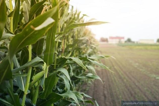 Skuteczna strategia ochrony kukurydzy: nowoczesny oprysk na chwasty wspierający plonowanie