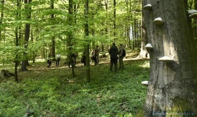 test Fot. RDLP w Krośnie (Jan Bodziarczyk)