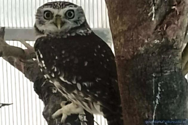 Żywa sowa przemycana na polsko-ukraińskiej granicy