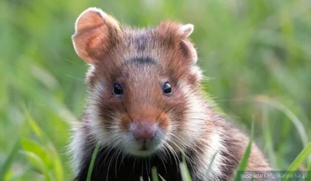 test Fot. Roztoczański Park Narodowy