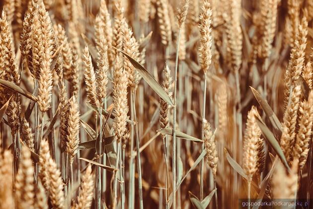 test Fot. pixabay/CC0