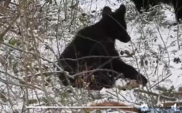 Fot. Nadleśnictwo Baligród