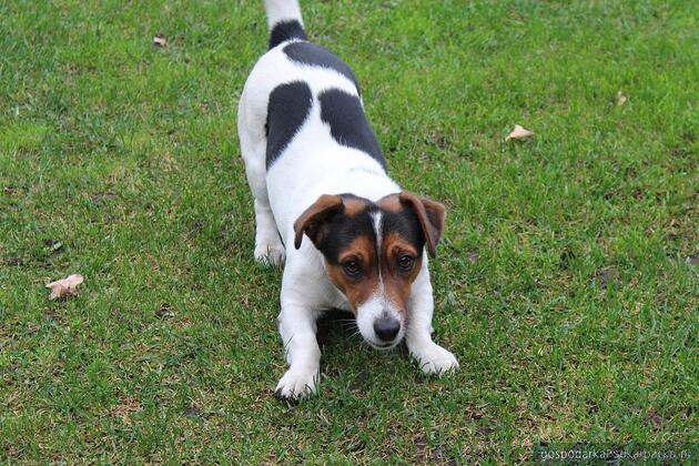 John Russel terrier.Fot. ilustracyjne (pixabay/CC0)