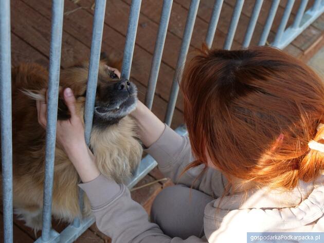 Stalowa Wola ma nowe schronisko dla zwierząt