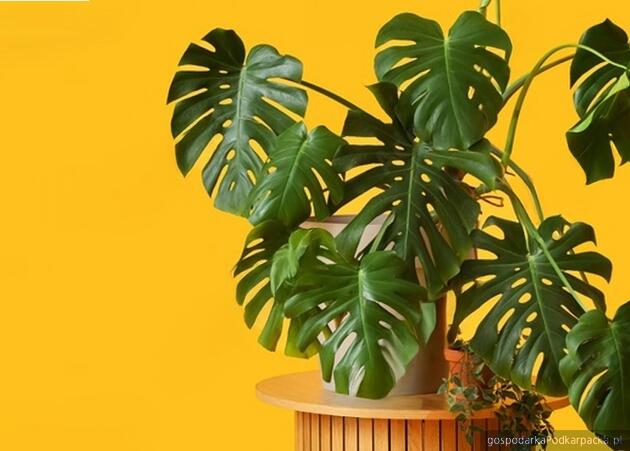 Trwa Festiwal Roślin w Rzeszowie