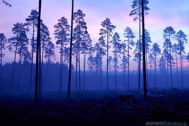 Prawie 1000 hektar&oacute;w objął pożar las&oacute;w na pograniczy Podkarpackiego i Lubelskiego 
