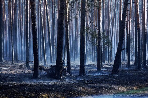 Prawie 1000 hektar&oacute;w objął pożar las&oacute;w na pograniczy Podkarpackiego i Lubelskiego 