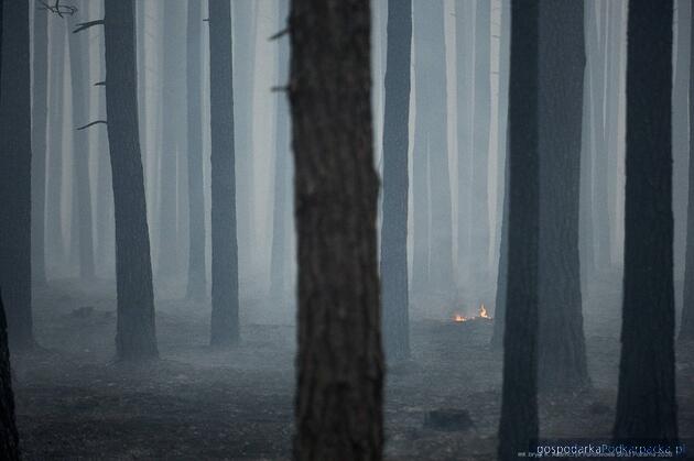 Prawie 1000 hektar&oacute;w objął pożar las&oacute;w na pograniczy Podkarpackiego i Lubelskiego 
